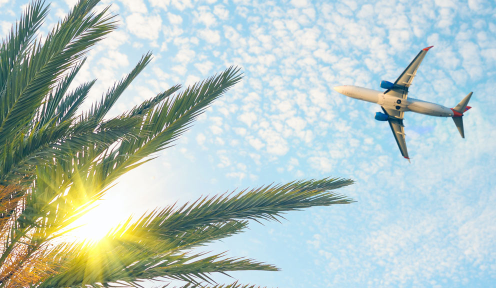 Commercial Plane Flying Over a Palm Tree