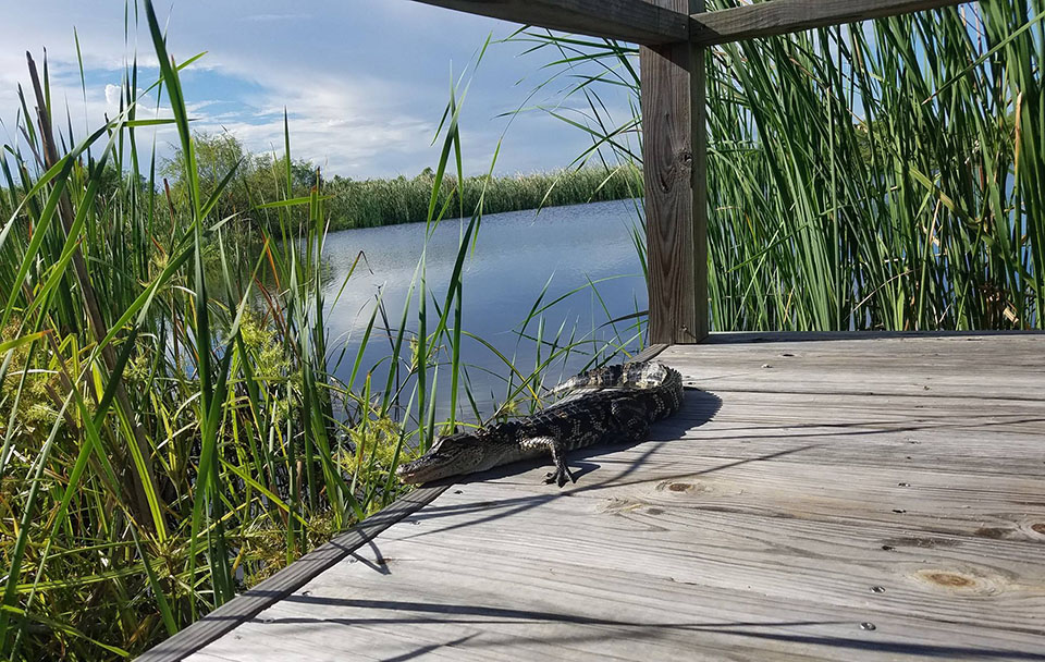 Alligator at State Park