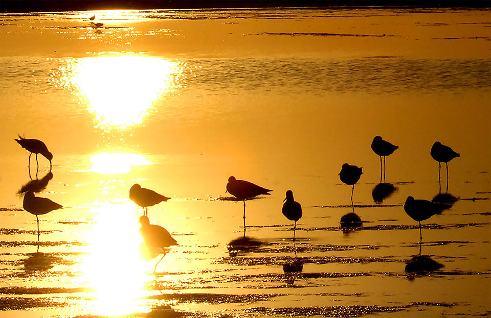 Birds in the Lagoon Birds in the Lagoon