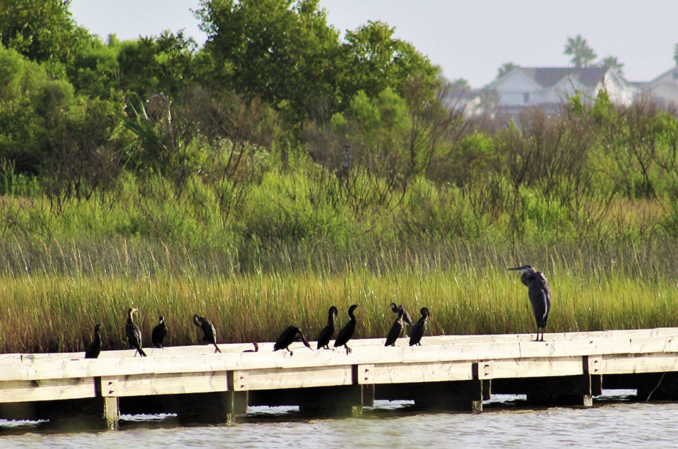 Birds on Foot Bridge