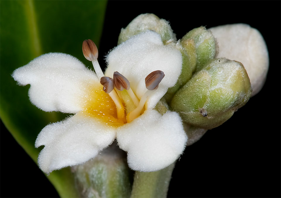 Black Mangrove Black Mangrove