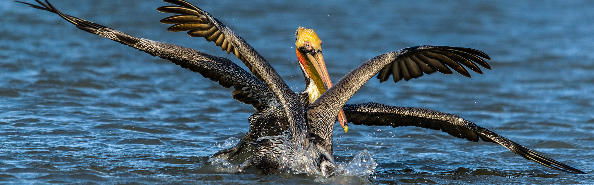 Brown Pelicans in Water