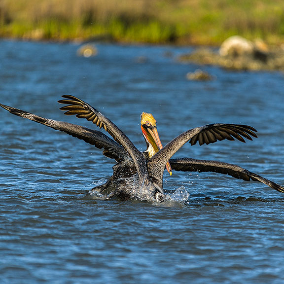 Brown Pelicans in Water