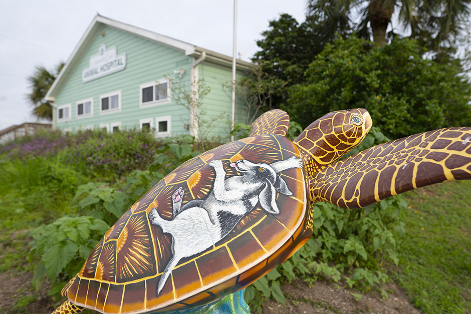 Cam – Turtle Sculpture Cam - Turtle Sculpture