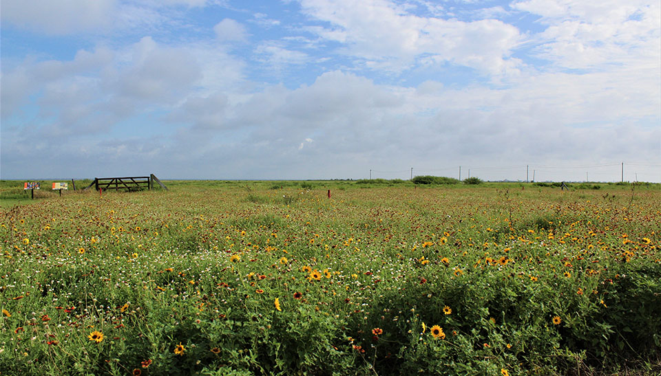 Coastal Heritage Preserve Prairie