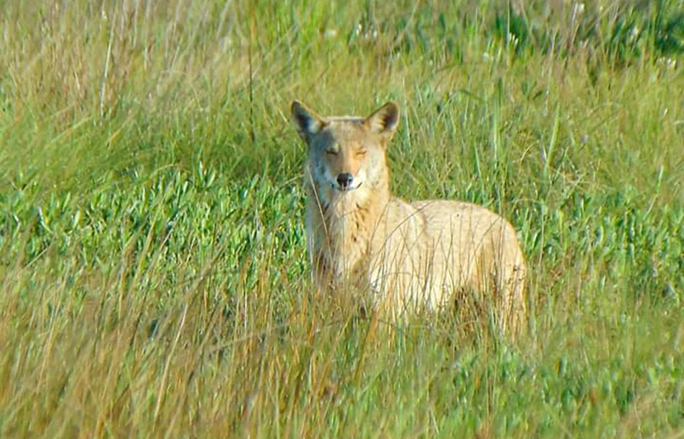 Coyote at Coastal Heritage Preserve Coyote at Coastal Heritage Preserve