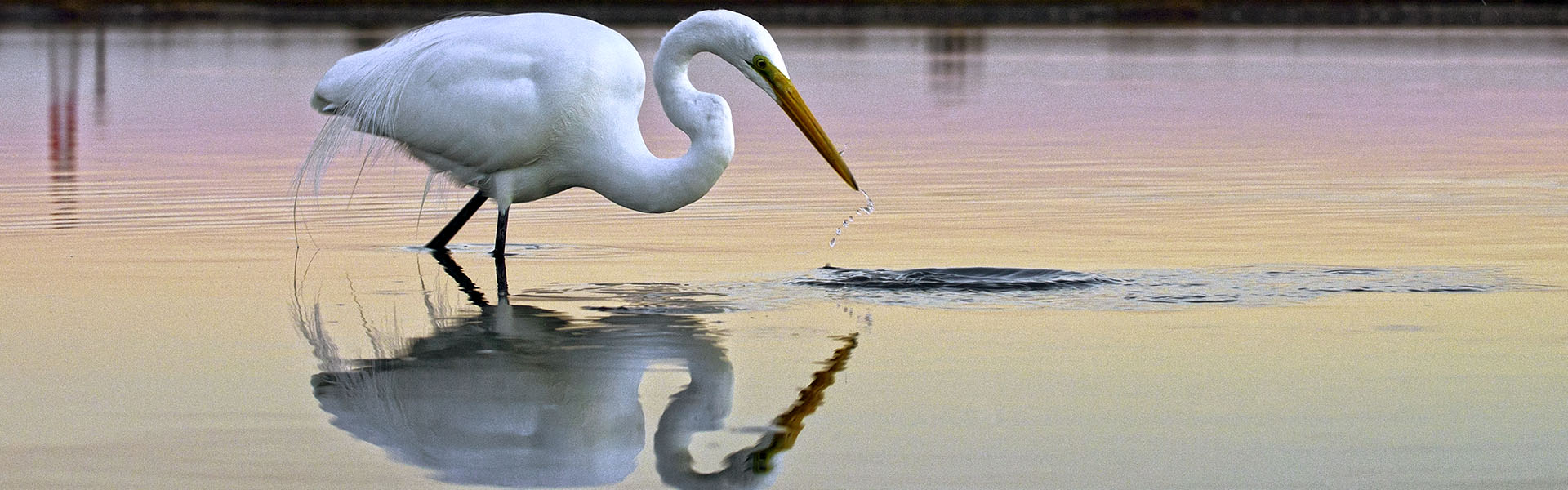 Egret Hunting in Wetland