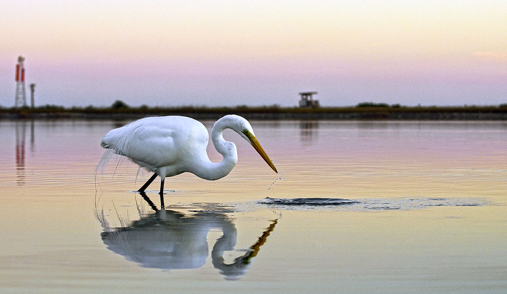 Egret Hunting in Wetland