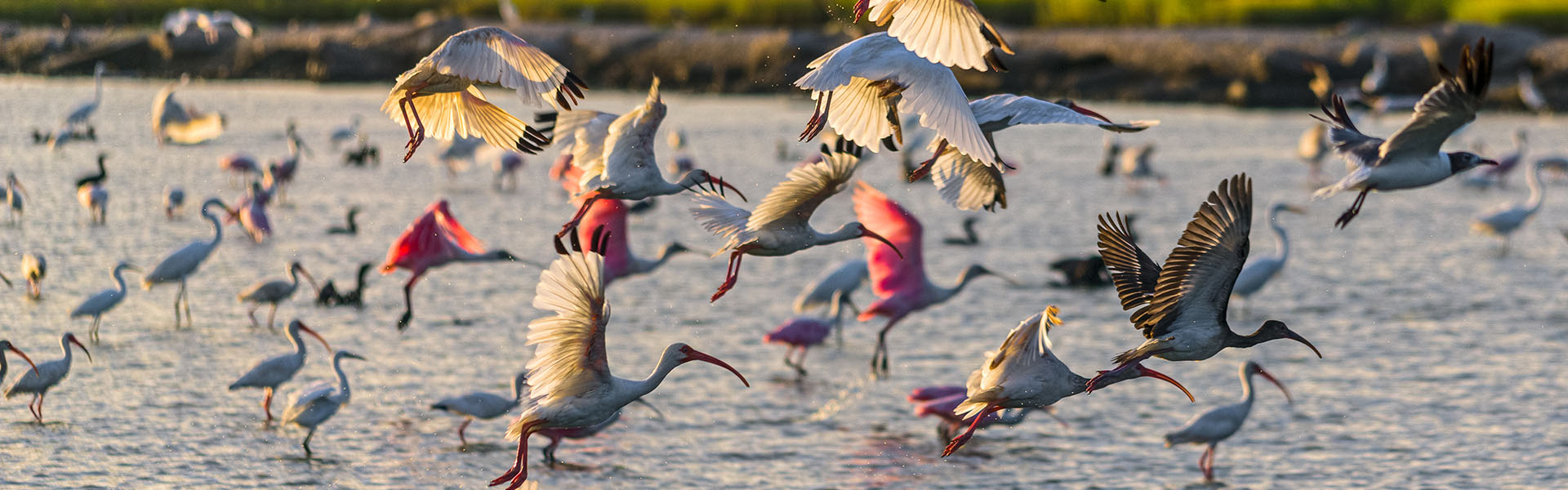 Flock of Birds Taking Flight