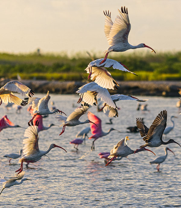 Flock of Birds Taking Flight