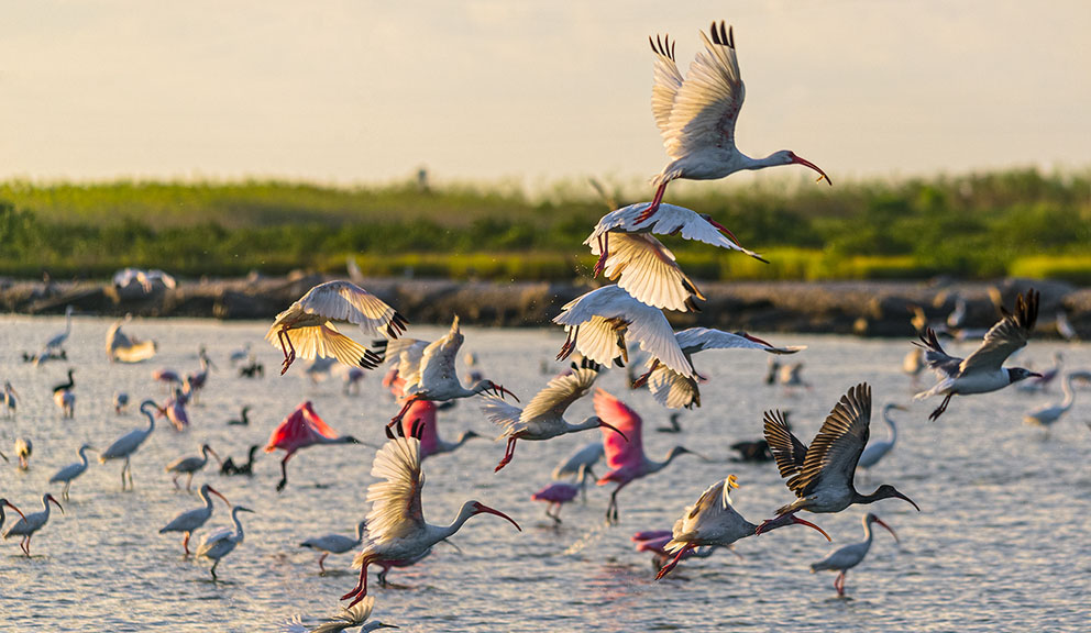 Flock of Birds Taking Flight