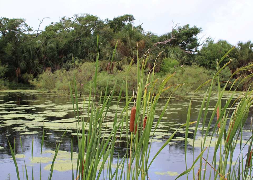 Lafittes Grove Pond