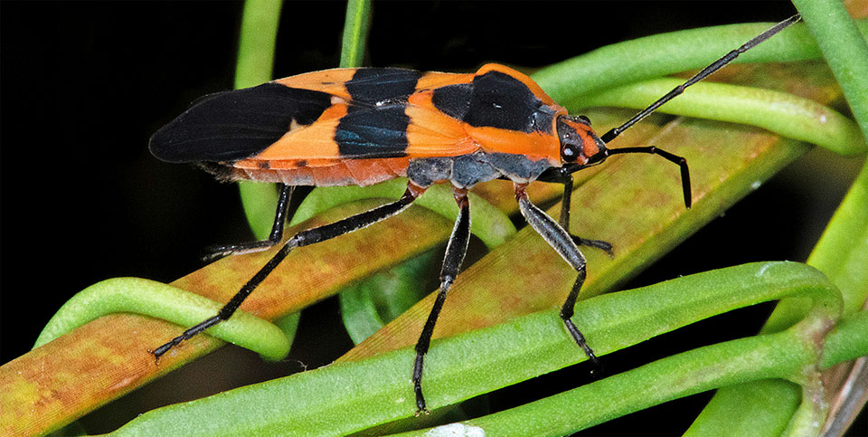 Large Milkweed Beetle Large Milkweed Beetle
