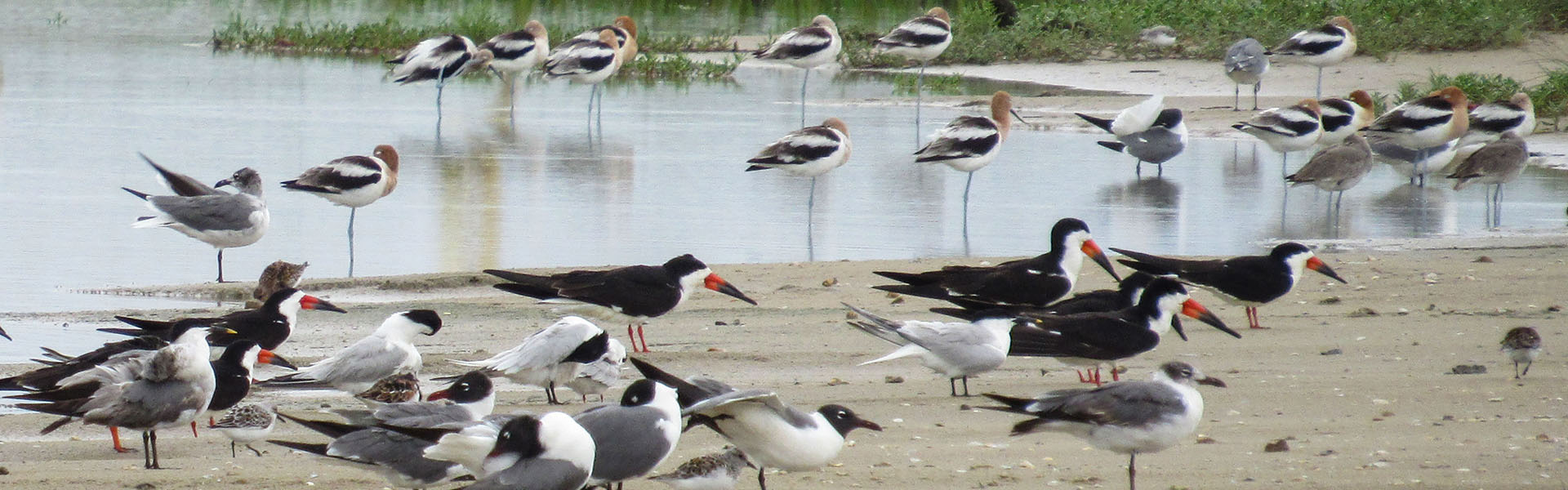 Mixed Flock of Shorebirds by Kristine Rivers