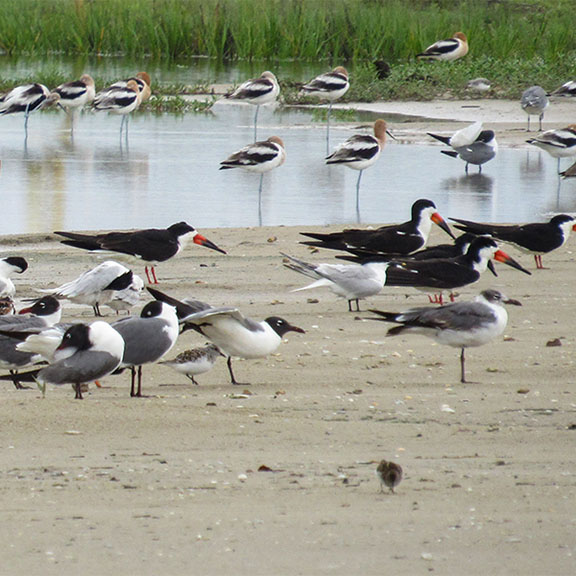 Mixed Flock of Shorebirds by Kristine Rivers