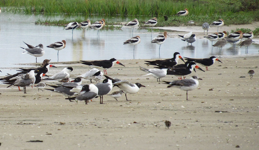 Mixed Flock of Shorebirds by Kristine Rivers