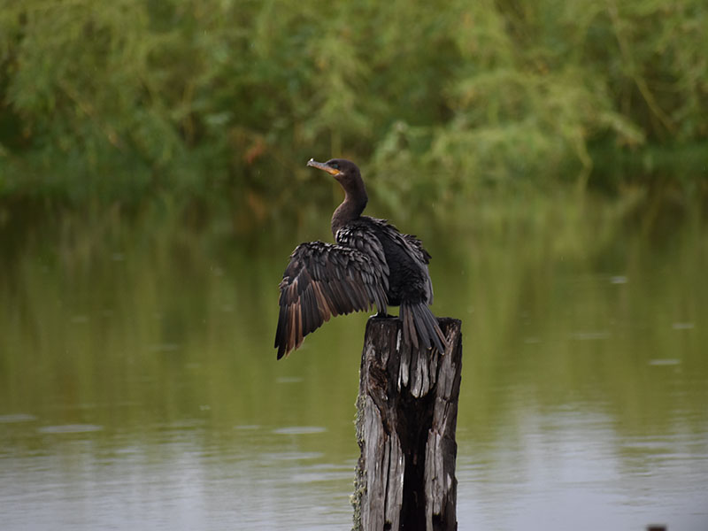 Neotropic Cormorant by Mary Halligan