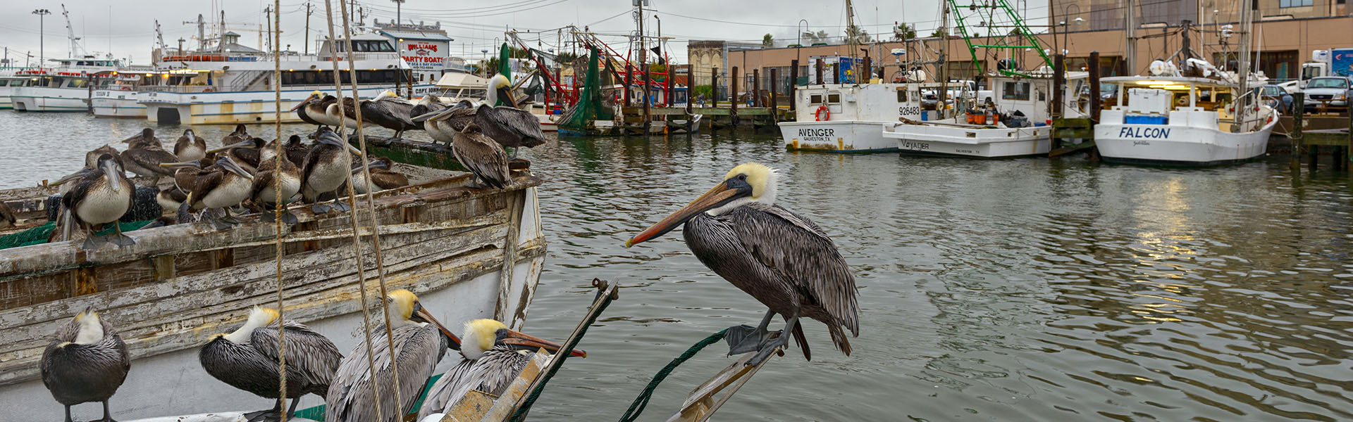 Pelicans on a Shrimp Boat at Pier 19