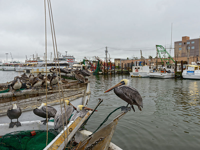Pelicans on a Shrimp Boat at Pier 19