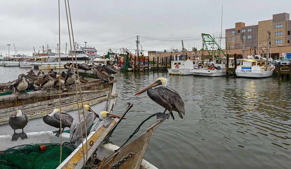 Pelicans and Shrimp Boat at Pier 21