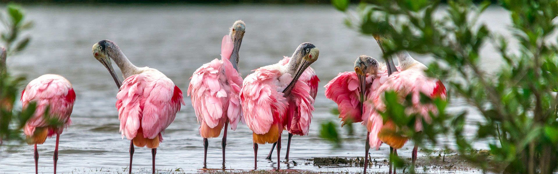 Roseate Spoonbill