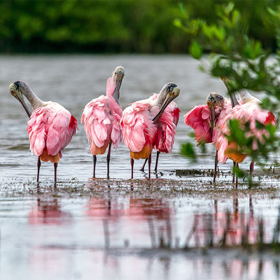 Roseate Spoonbill Roseate Spoonbill