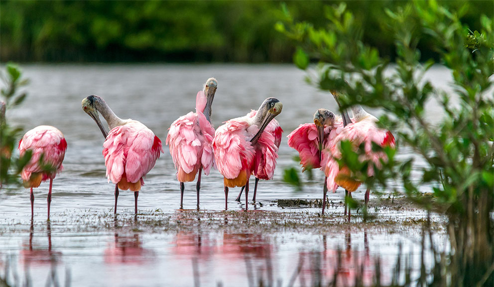 Roseate Spoonbill Roseate Spoonbill