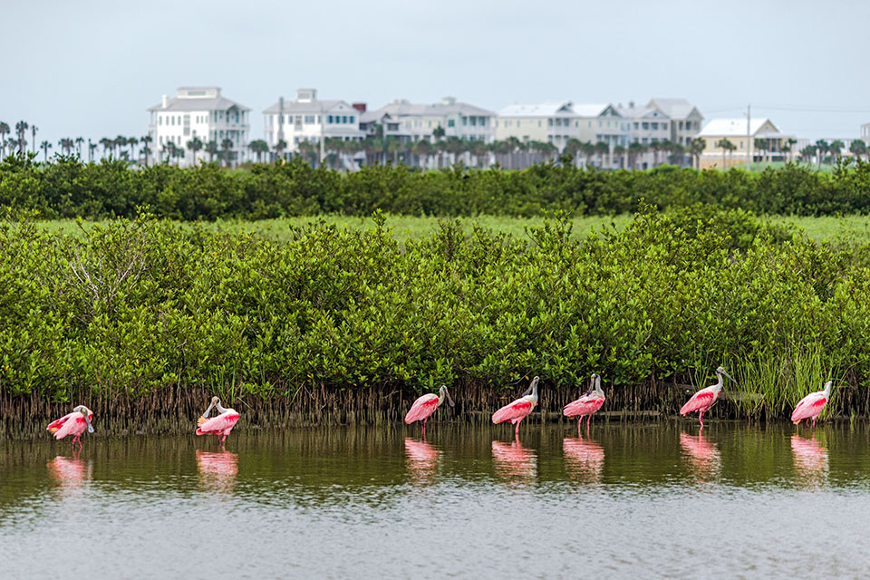 Roseate Spoonbills in Lagoon