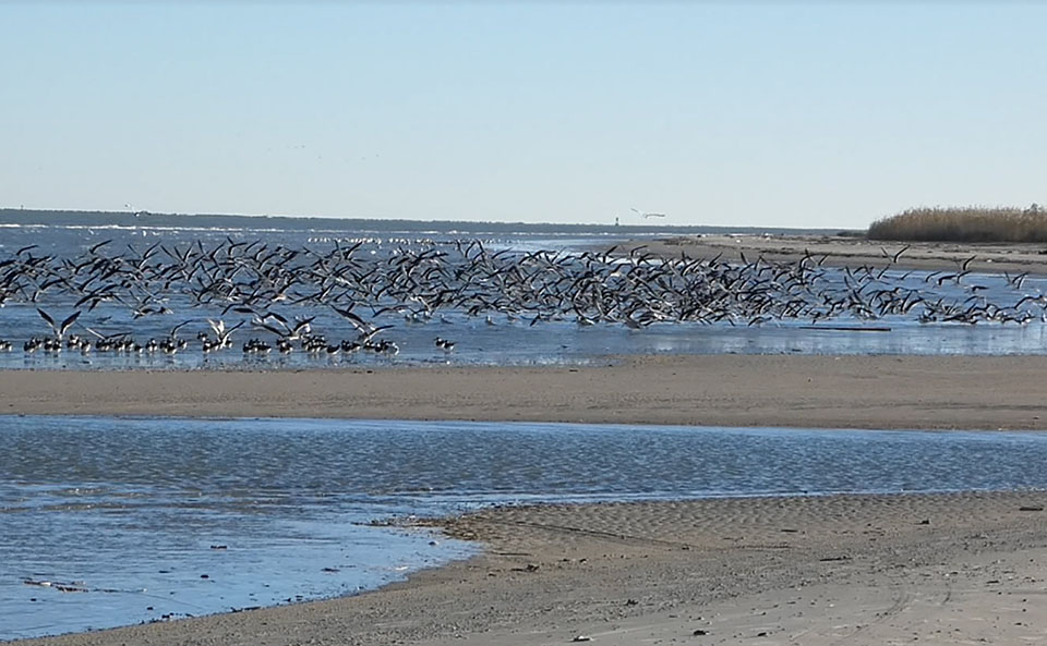 Shorebirds on Beach at Big Reef