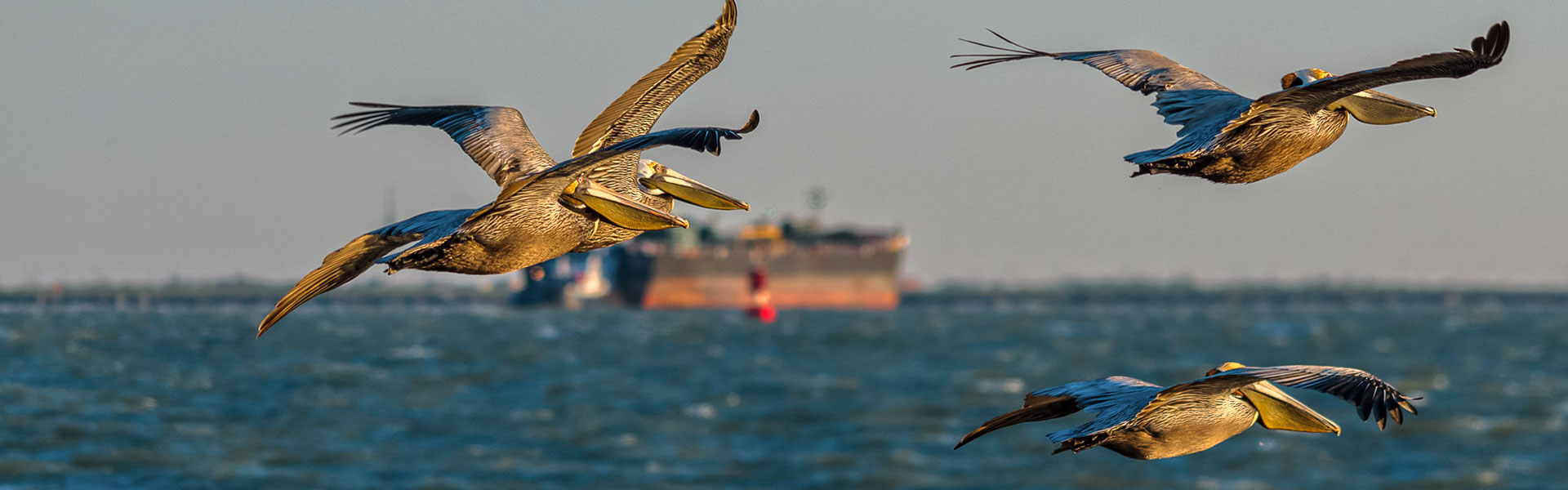 Tanker with Pelicans