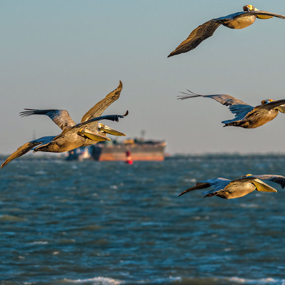 Pelicans Flying with Tanker in Background, Galveston, TX
