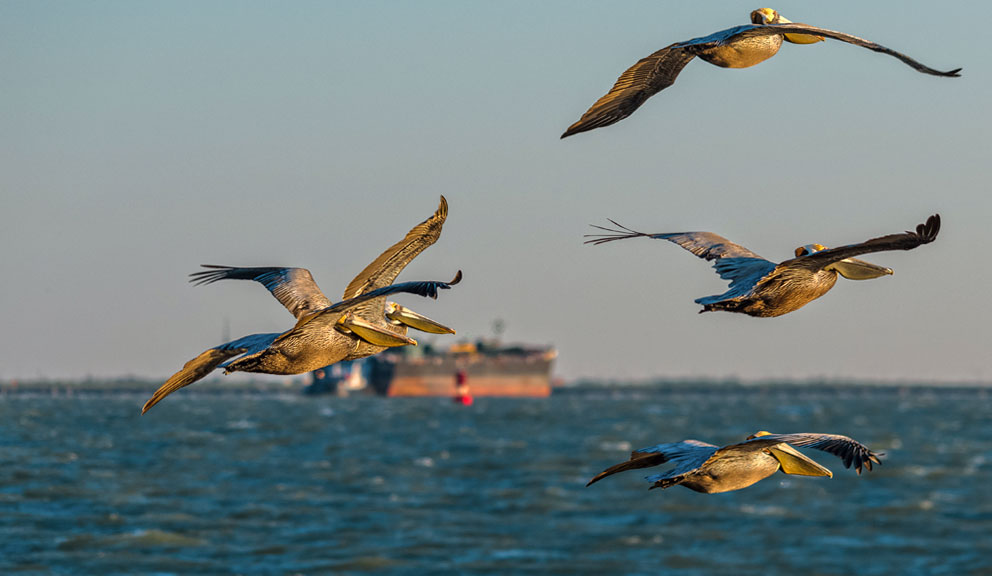 Pelicans Flying with Tanker in Background, Galveston, TX