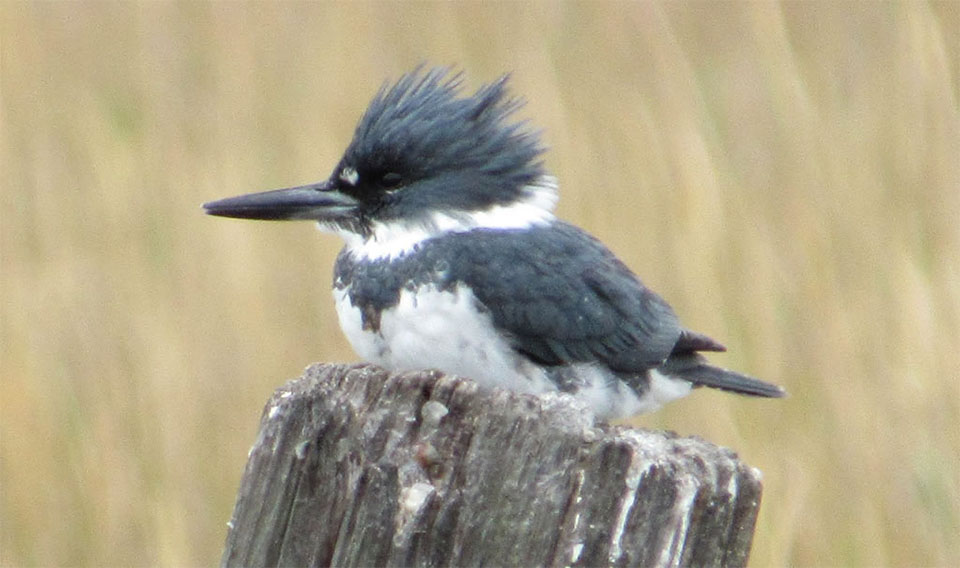 Belted Kingfisher by Kristine Rivers
