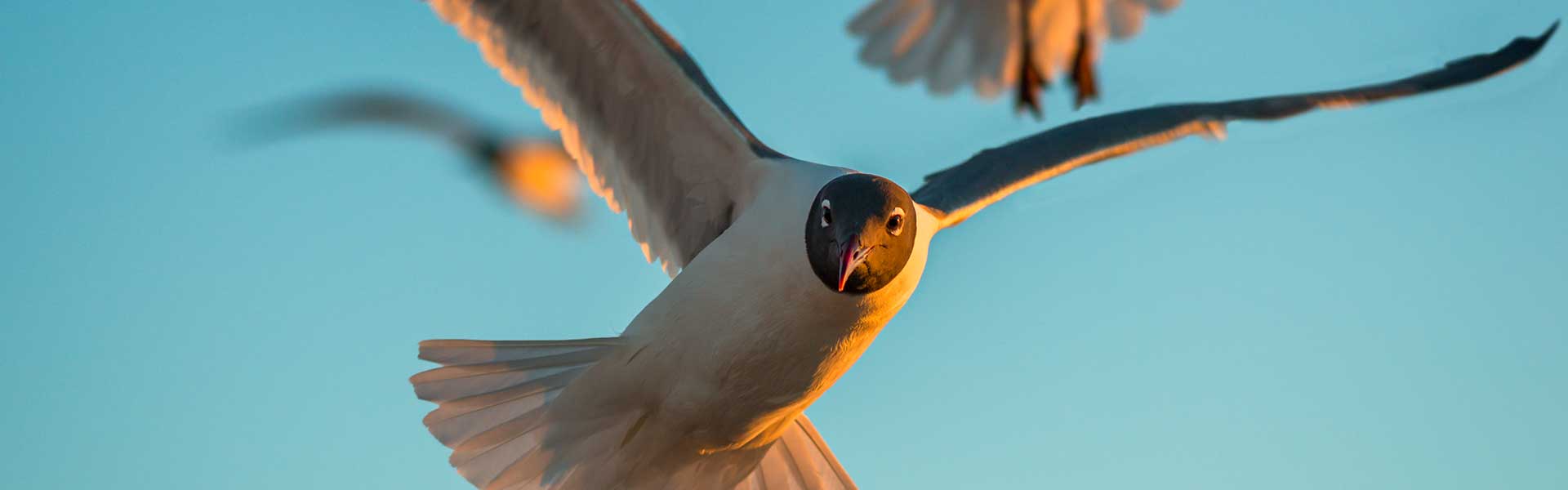 Galveston Seagull