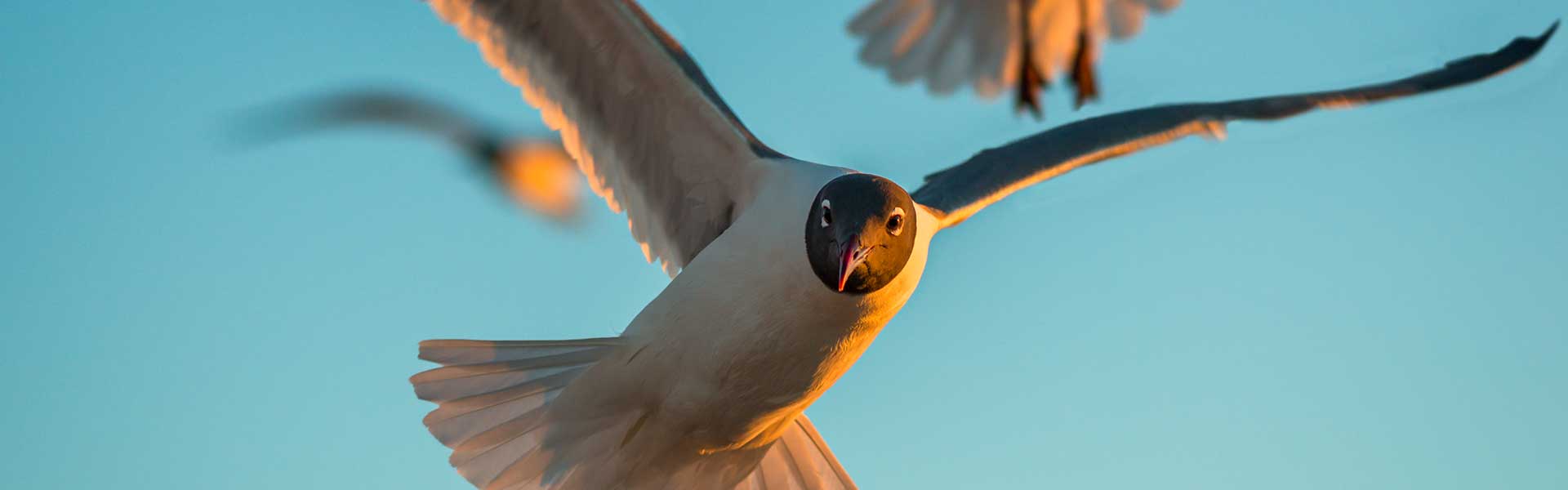 Galveston Seagull Galveston Seagull