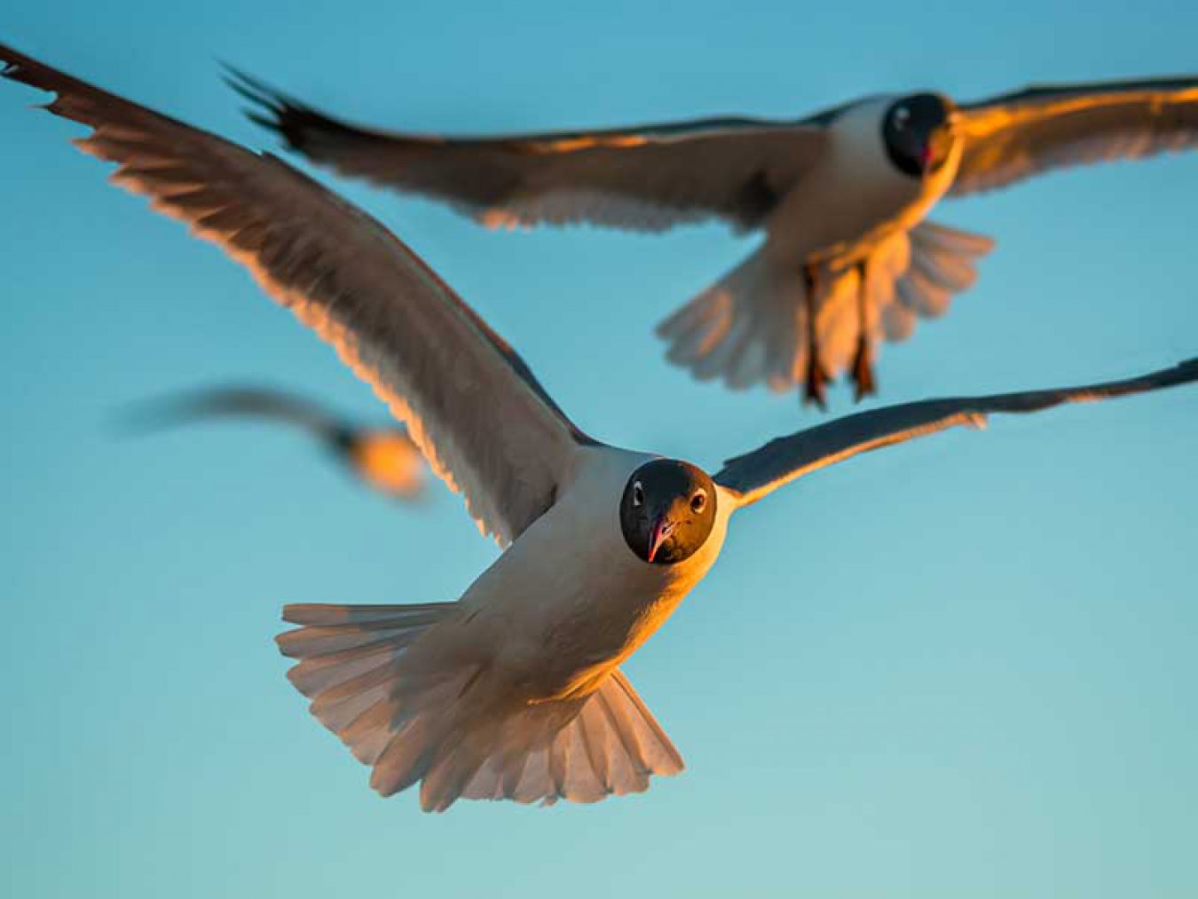 Galveston Seagull