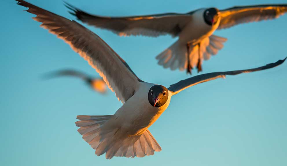 Galveston Seagull