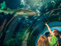 Kids at Moody Gardens Aquarium