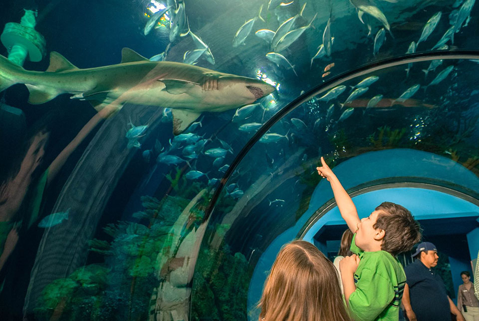 Kids at Moody Gardens Aquarium