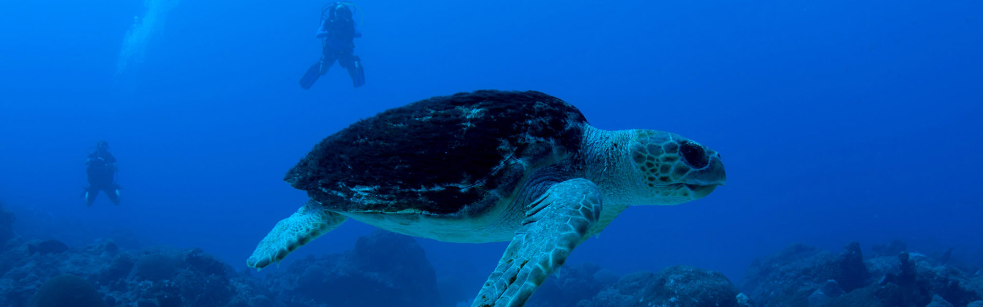 Loggerhead Sea Turtle at Flower Garden Banks National Marine Sanctuary Galveston Island Historic Pleasure Pier, Galveston, TX