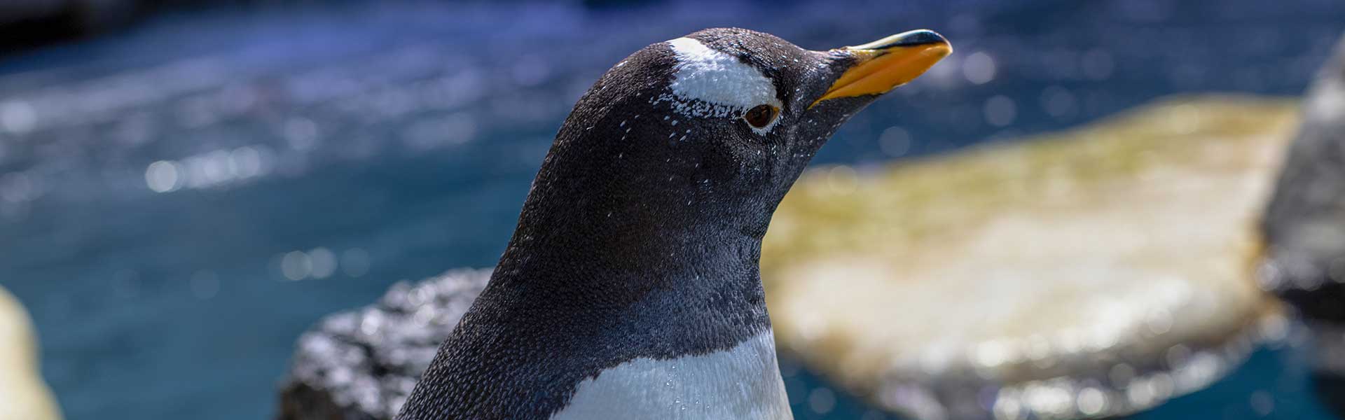 Moody Gardens Aquarium Penguin