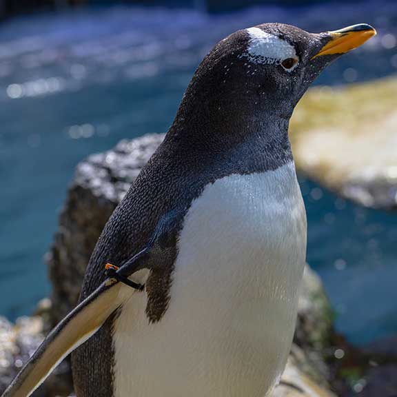 Moody Gardens Aquarium Penguin