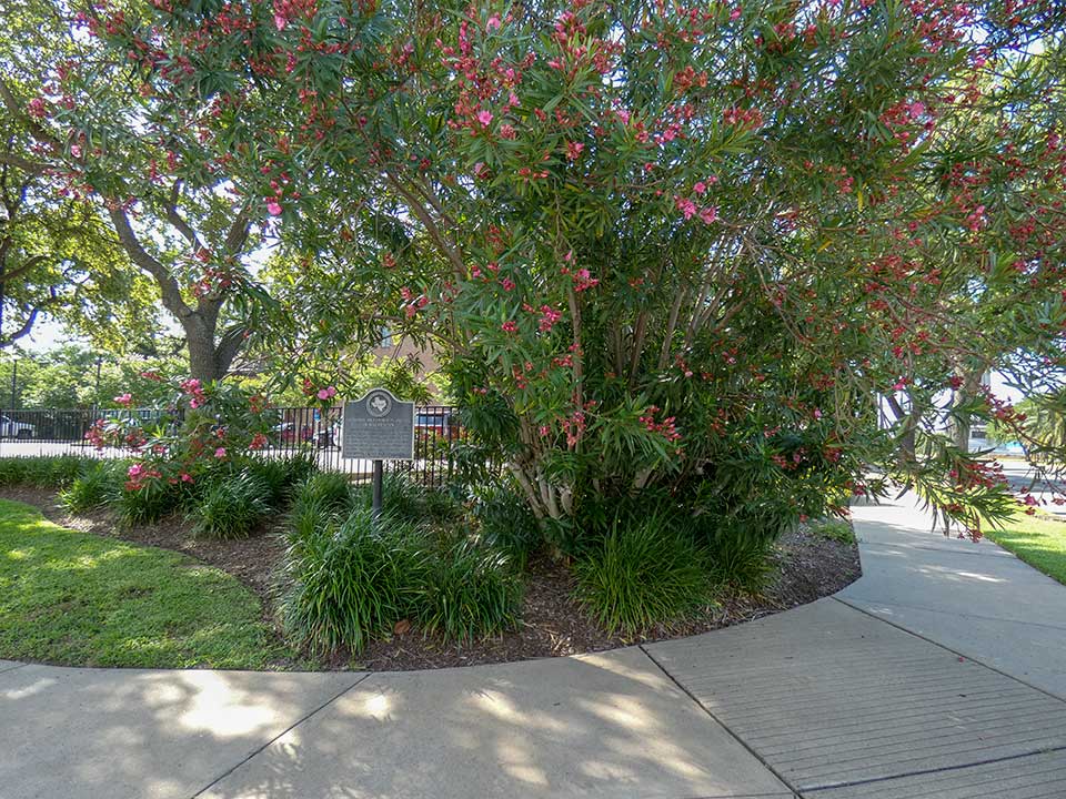 Original Oleander Planting in Galveston Historical Marker