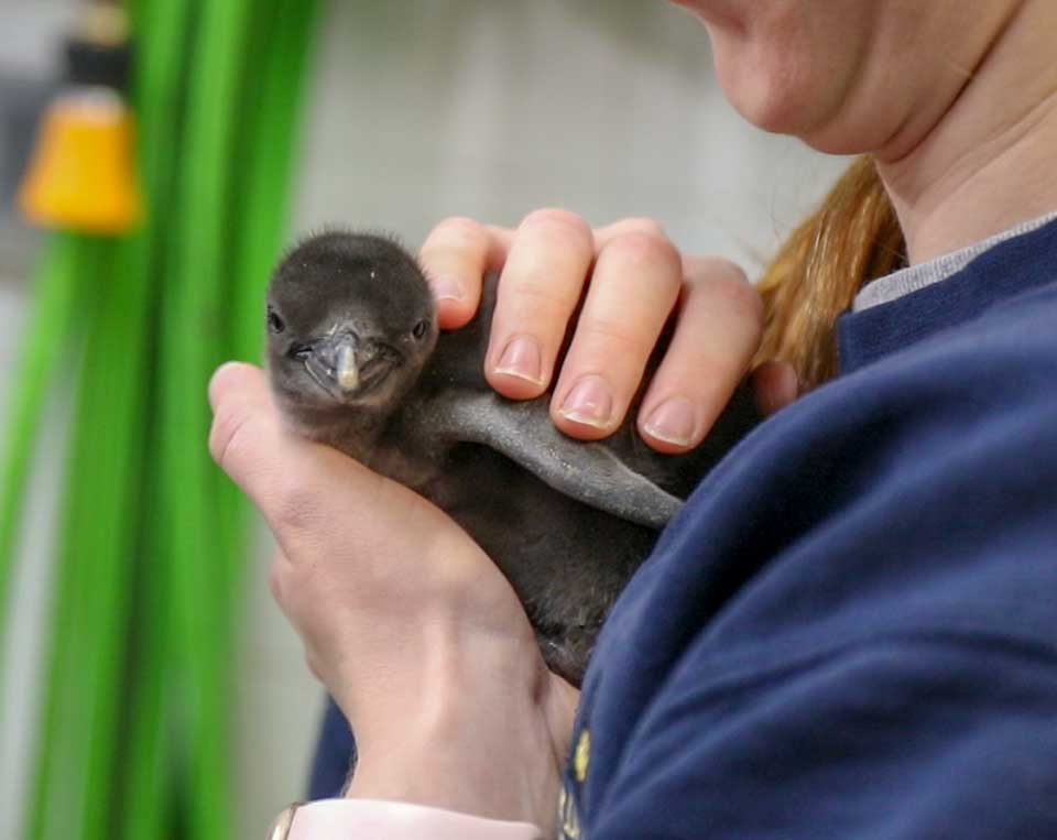 Penguin Chick with Biologist at Moody Gardens Sandhill Cranes. Photo credit Kerrie Highley