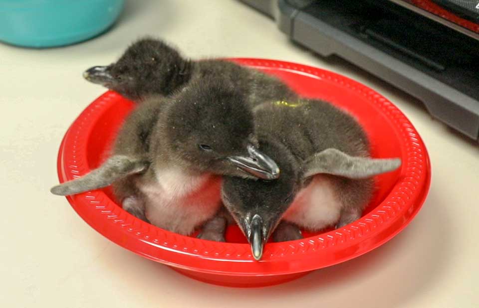 Penguin Chicks Moody Gardens Sandhill Cranes. Photo credit Kerrie Highley