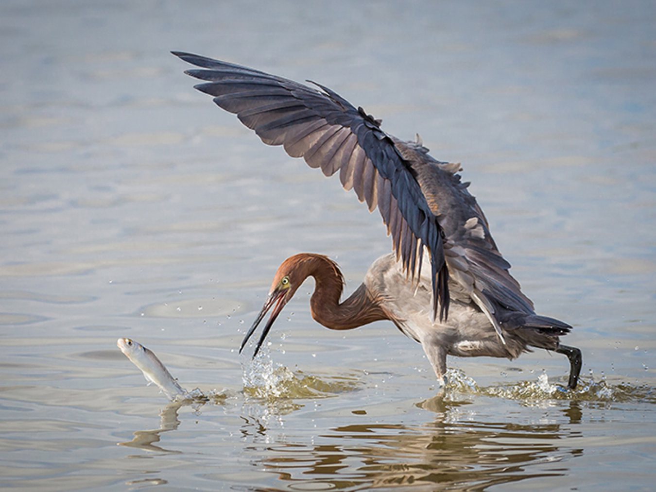 Reddish-egret-by-Gary-Seloff