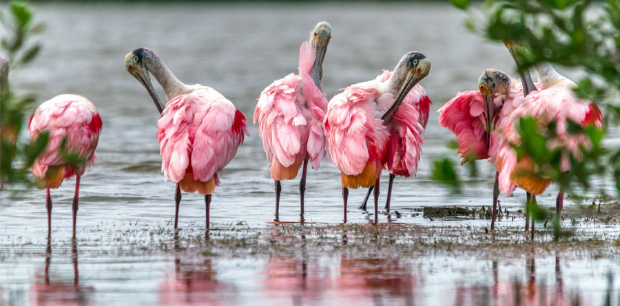 Birds in Water, Galveston, TX