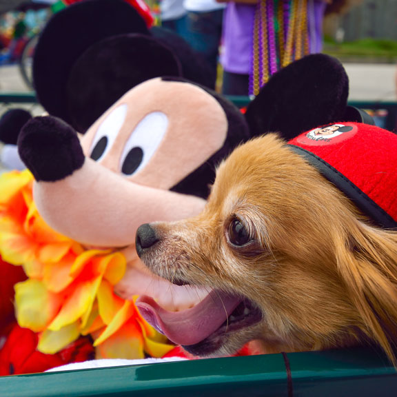 Dog in Parade