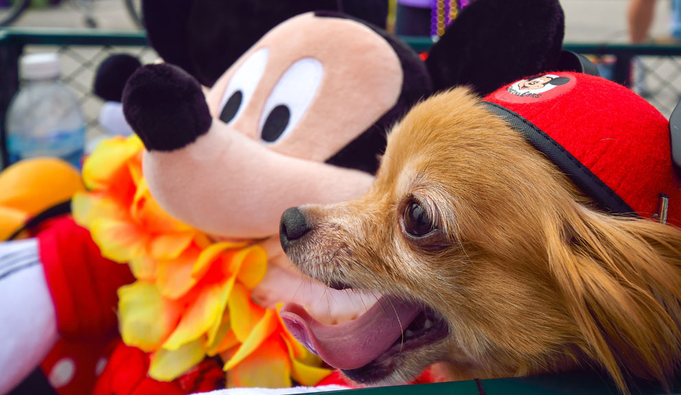 FAQs Dog in Parade