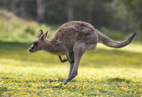 Wild About Leapers